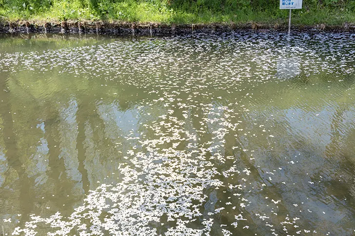 Free Cherry blossom rafts in Hirosaki Park Photo Material