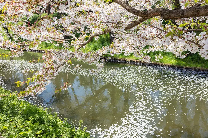 Free Cherry blossoms in Hirosaki Park Photo Material