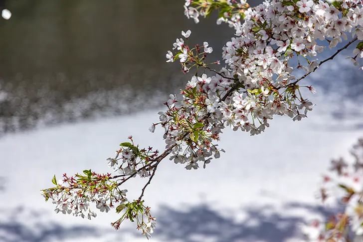 Free Cherry blossoms in Hirosaki Park Photo Material