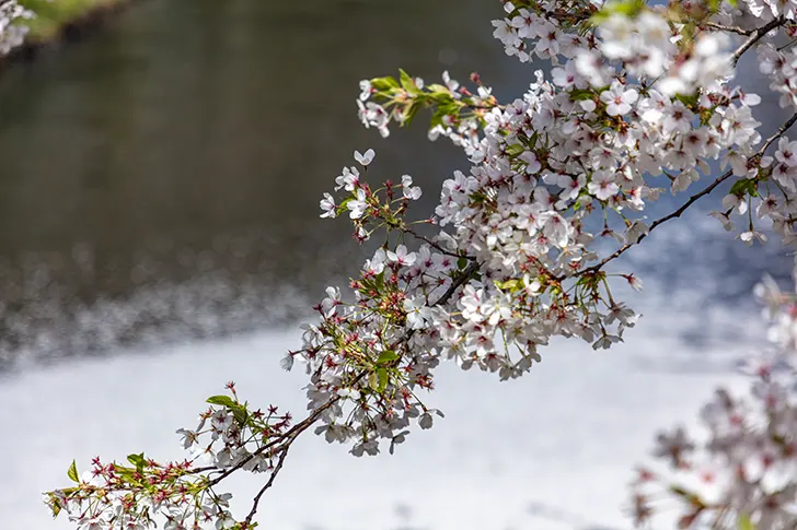 弘前公園の桜のフリー写真素材