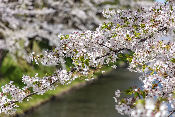 Free Cherry blossoms in Hirosaki Park Photo Material