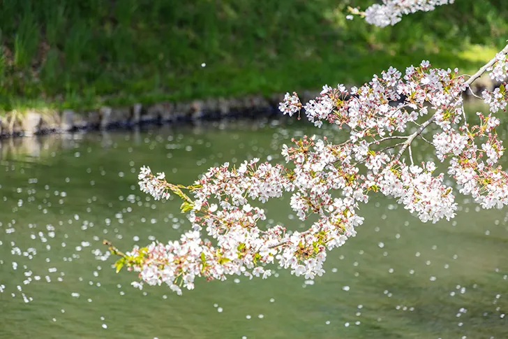 弘前公园的樱花免费照片素材