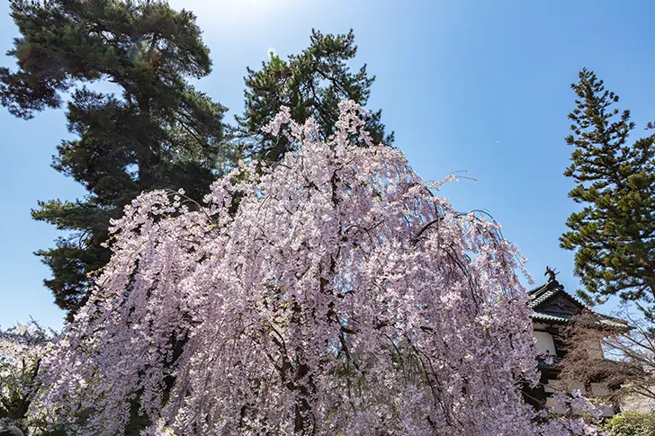 弘前公园的垂枝樱花免费照片素材