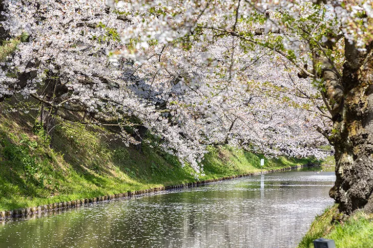 Free The outer moat of Hirosaki Park Photo Material