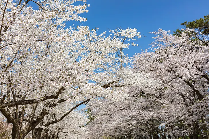 弘前公园的樱花免费照片素材