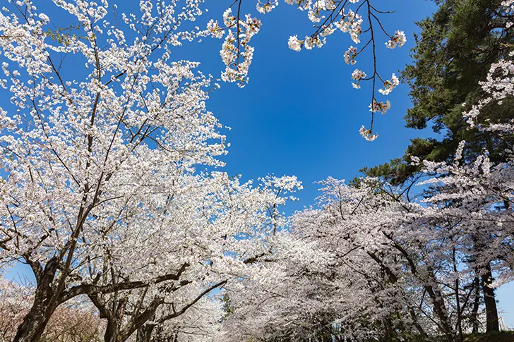 弘前公园的樱花免费照片素材