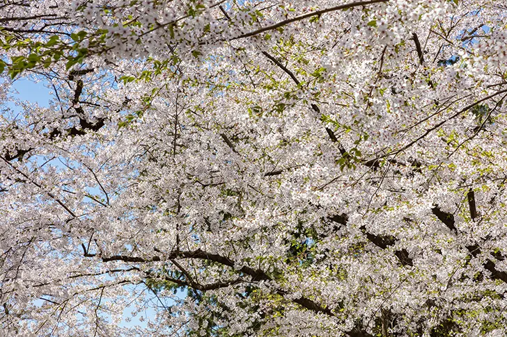 Free Cherry blossoms in Hirosaki Park Photo Material