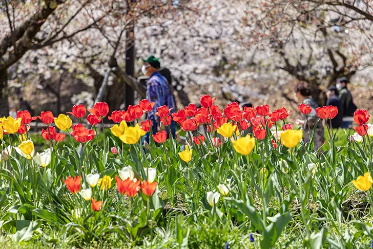 Free Tulips in Hirosaki Park Photo Material