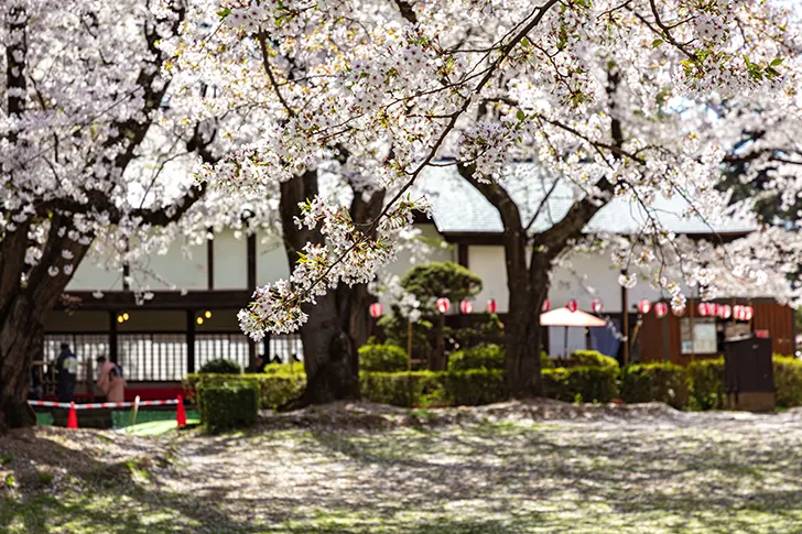 Free Hirosaki Park Photo Material