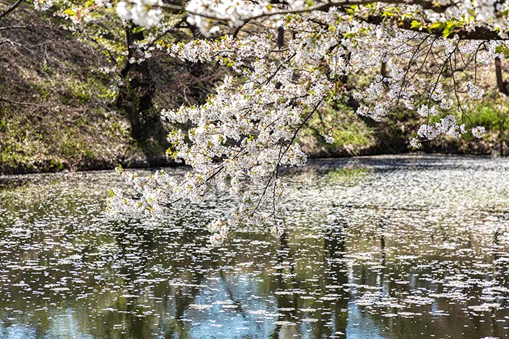 Free Cherry blossoms in Hirosaki Park Photo Material