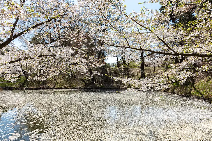 Free Cherry blossoms in Hirosaki Park Photo Material