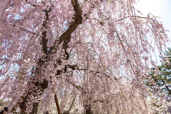 弘前公園のしだれ桜のフリー写真素材