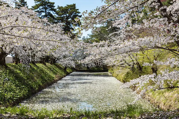 Free Cherry blossoms in Hirosaki Park Photo Material