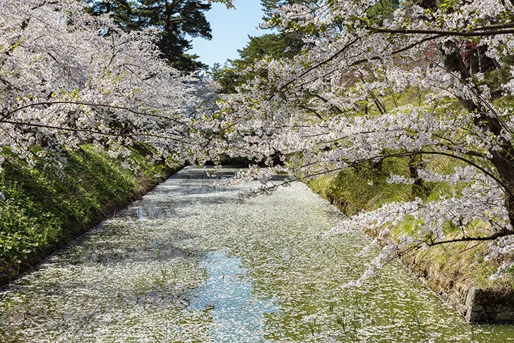 弘前公园的樱花免费照片素材