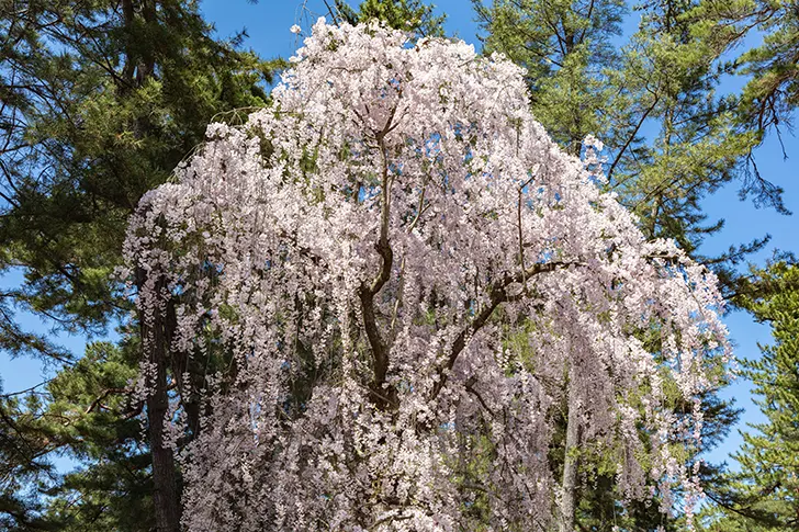 Free Weeping cherry blossoms in Hirosaki Park Photo Material