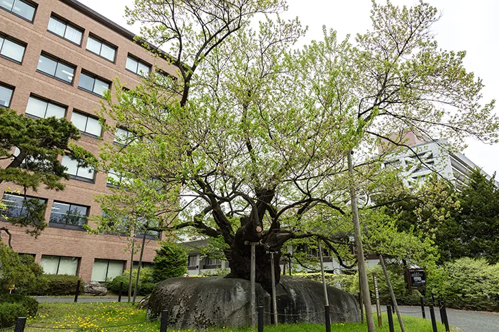 Free Morioka Ishiwari Sakura Photo Material