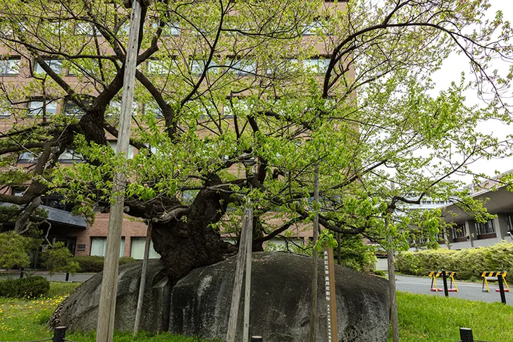 Free Morioka Ishiwari Sakura Photo Material