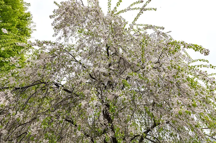 樱花免费照片素材