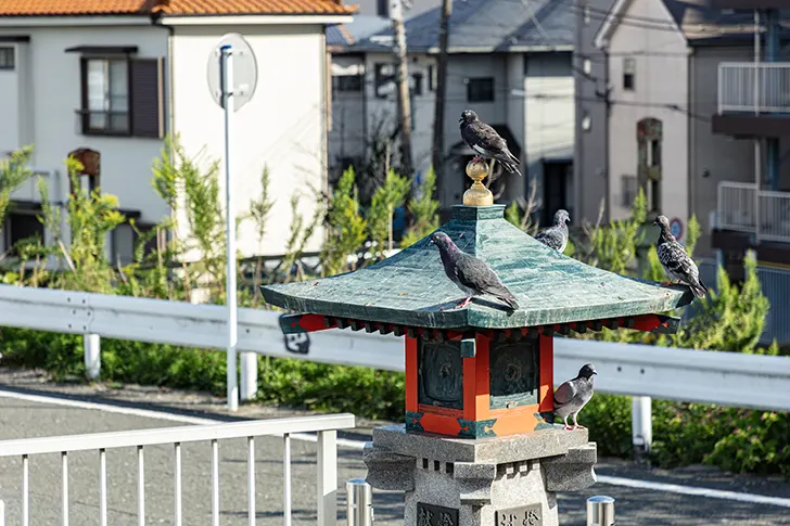 献燈と鳩のフリー写真素材