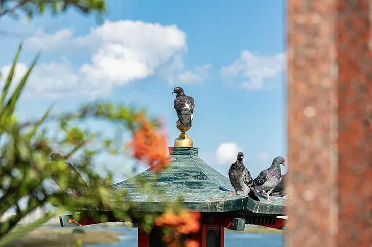 献燈と鳩のフリー写真素材