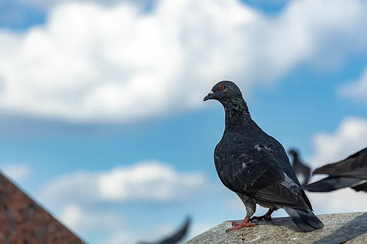 鳩のフリー写真素材