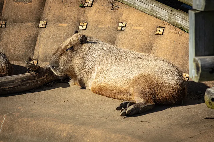 Free Capybara Photo Material