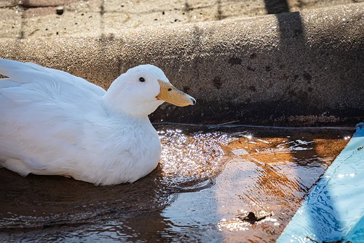 Free Duck Photo Material