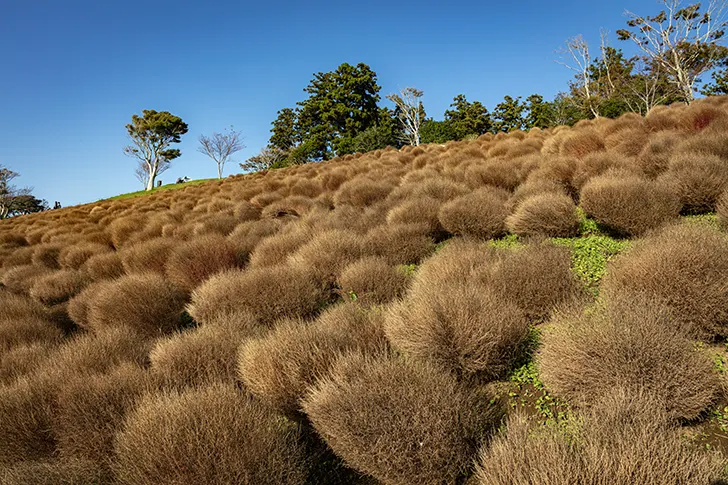 地肤子免费照片素材