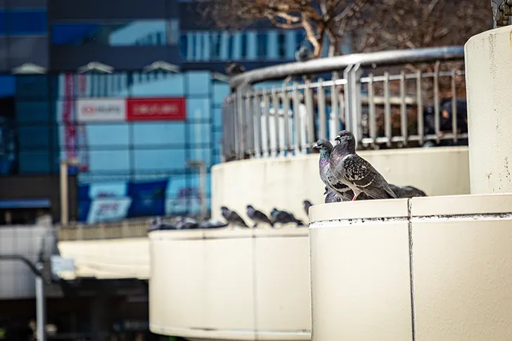 Free Pigeons of Shinjuku Photo Material