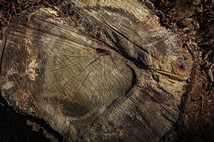 Free Stump Photo Material