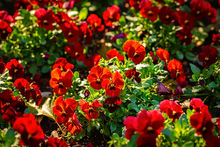 Free Pansy Photo Material