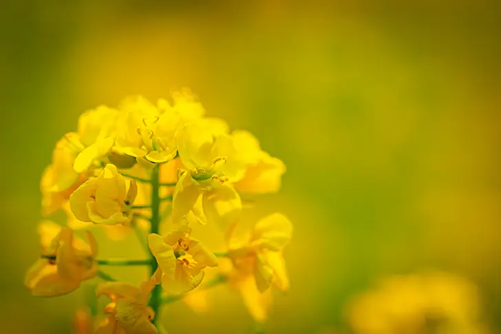 Free Rape blossoms Photo Material