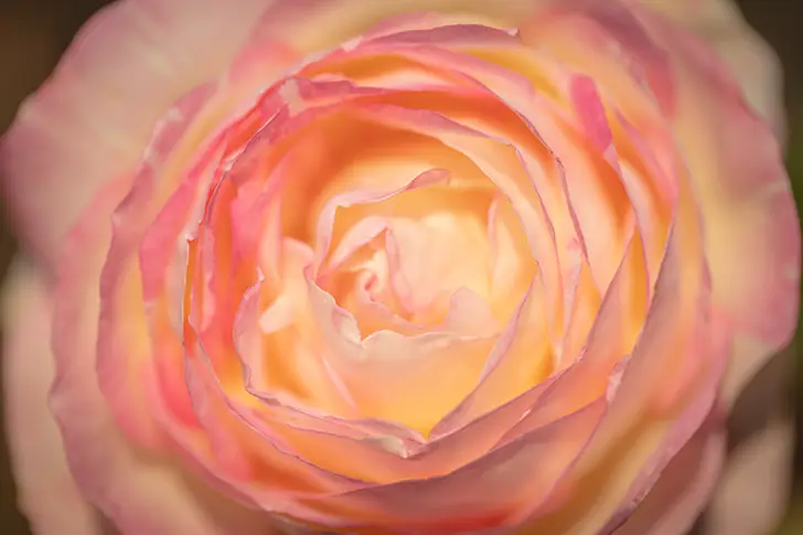 Free Camellia Photo Material