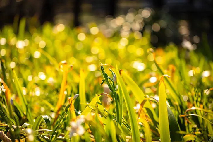 Free Grass Photo Material
