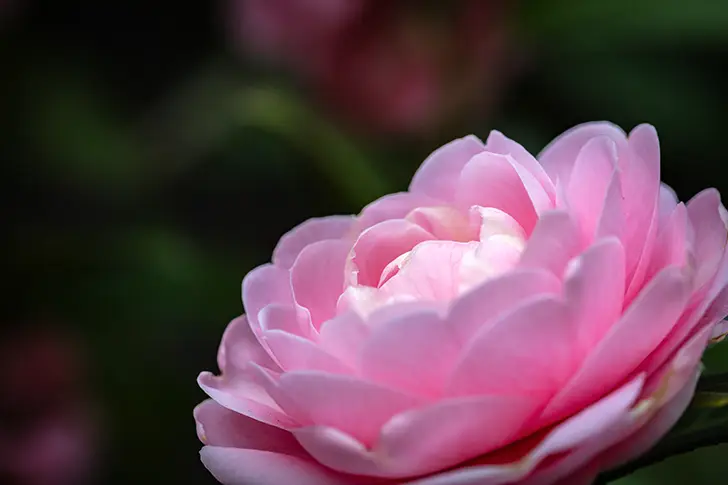 Free Camellia Photo Material