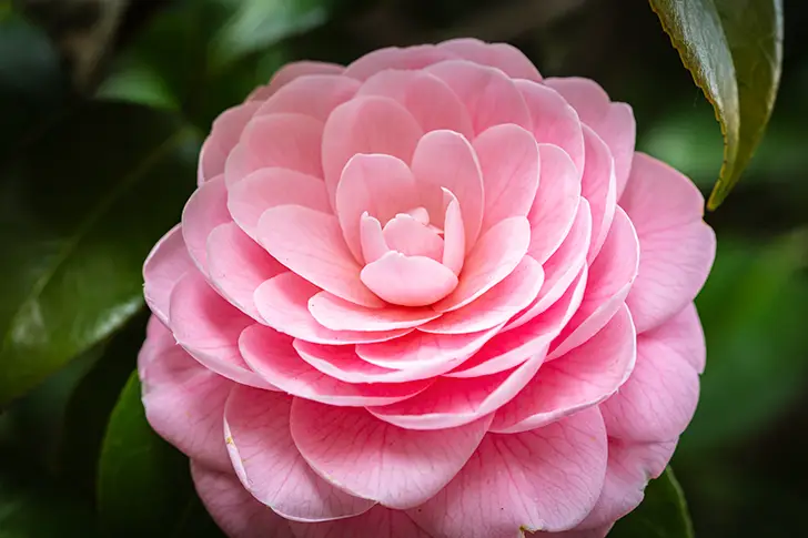 Free Camellia Photo Material