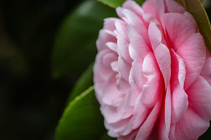 Free Camellia Photo Material