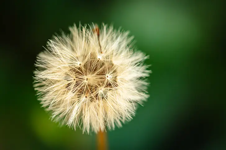 Free Dandelion Photo Material
