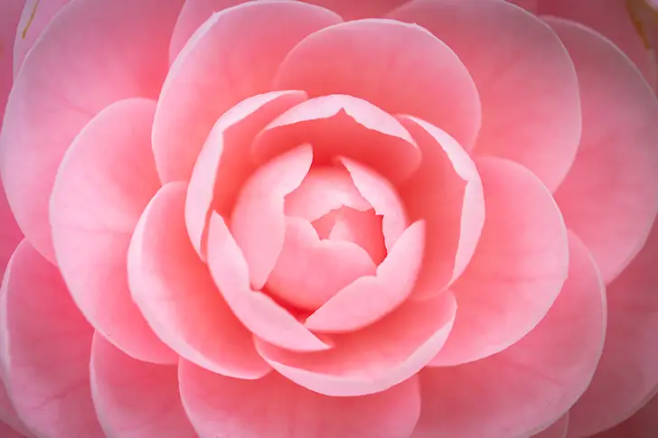 Free Camellia Photo Material