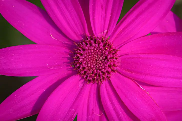 Free Cineraria Photo Material