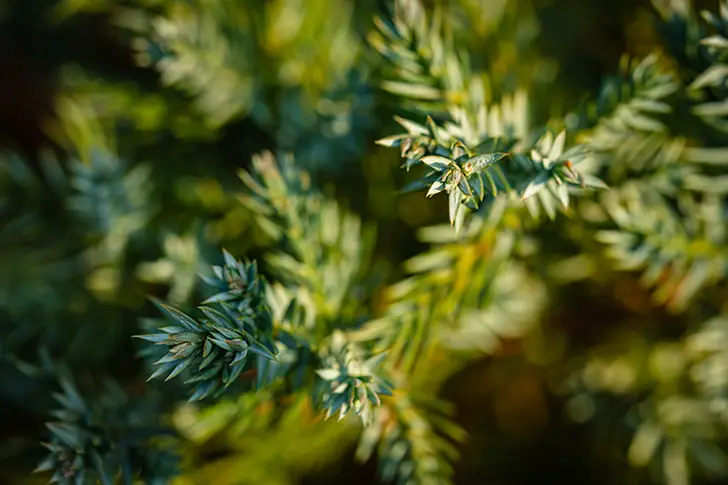Free Conifer Photo Material