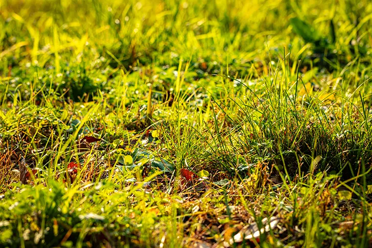 Free Lawn Photo Material