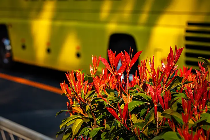 Free Photinia Photo Material