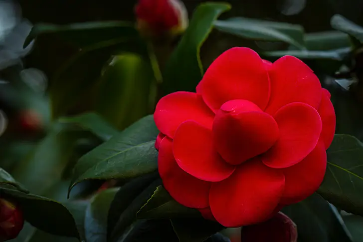 Free Camellia Photo Material
