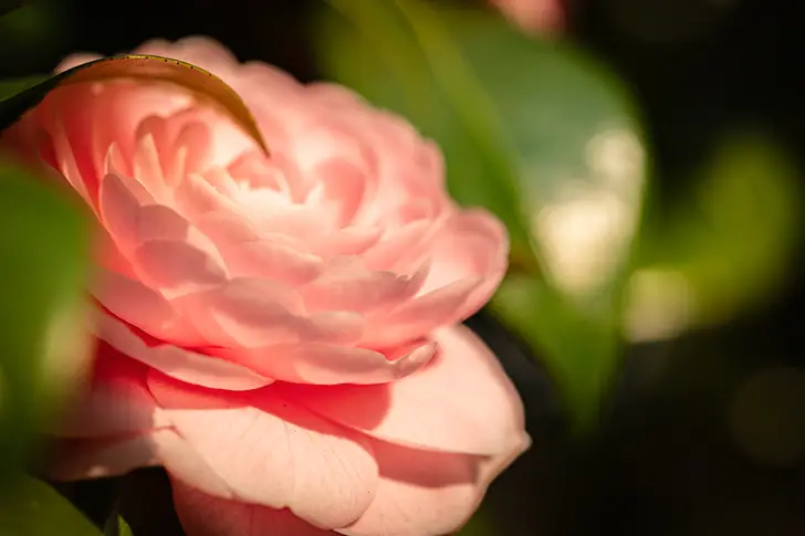 Free Camellia Photo Material