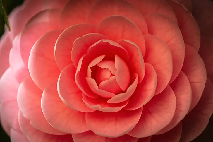 Free Camellia Photo Material