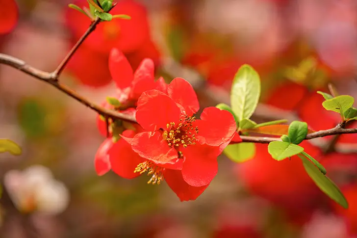 散景花免费照片素材