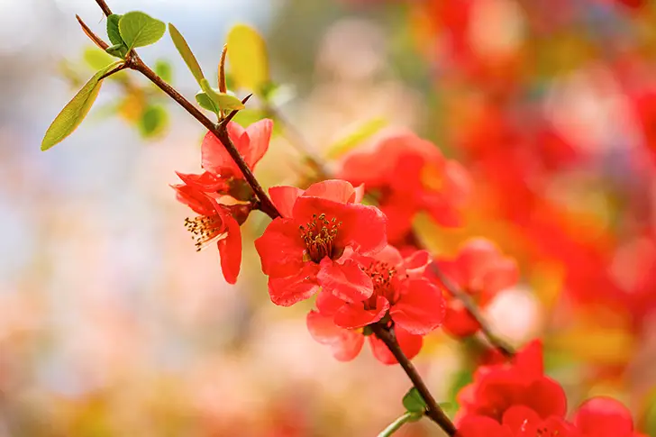 散景花免费照片素材
