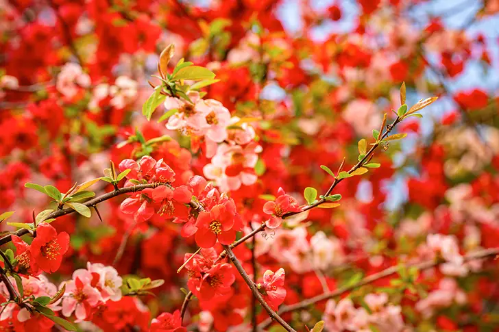 散景花免费照片素材