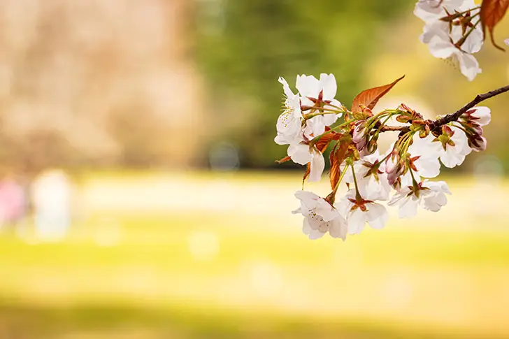 Free Cherry blossoms Photo Material